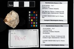 Foto (Objekt + Etikett) von Culmenformosa sp.  (NHMW-GEO-2014-0194-0645)